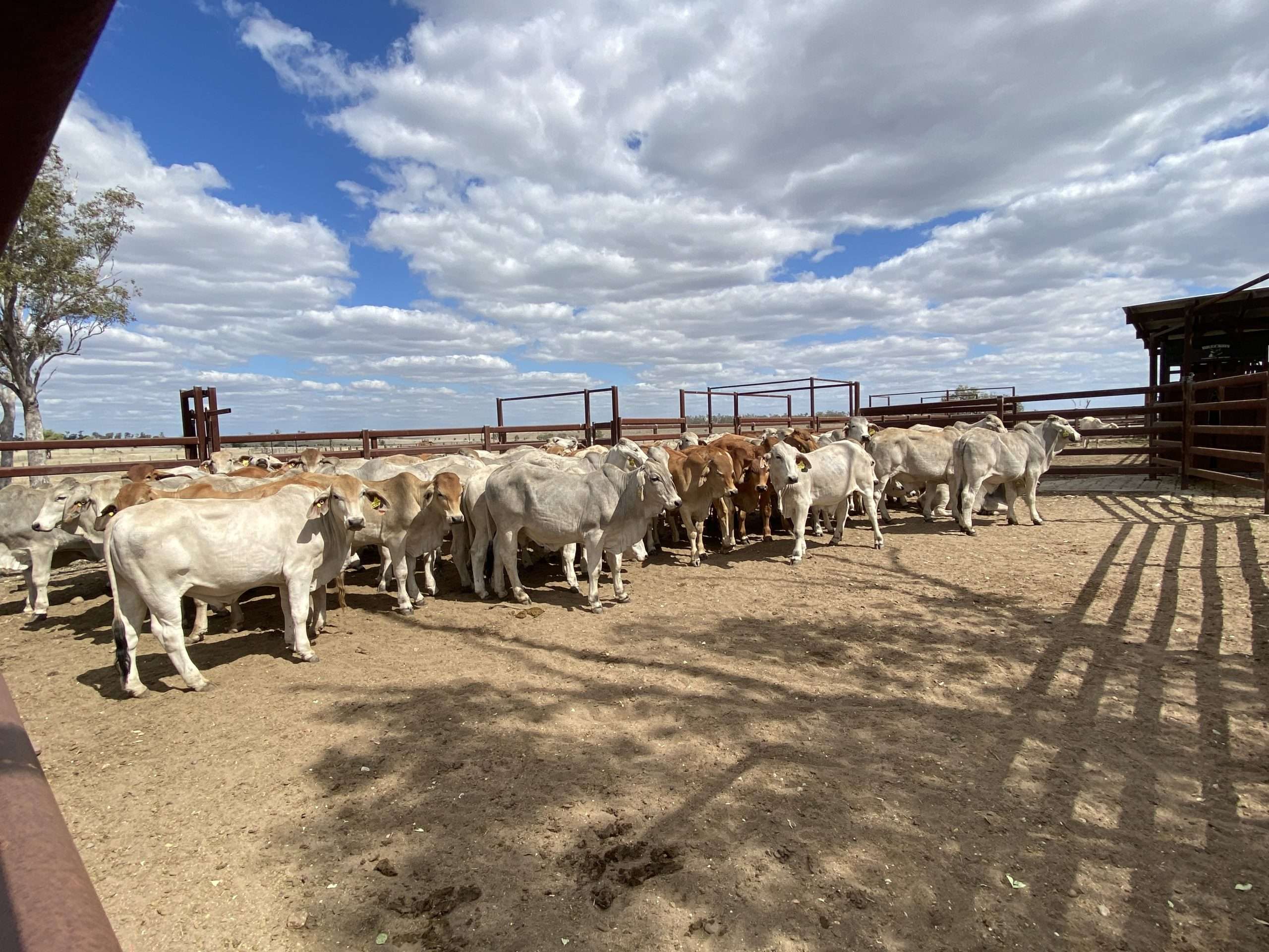 BIN Info and Downloads Australian Brahman Breeders Association