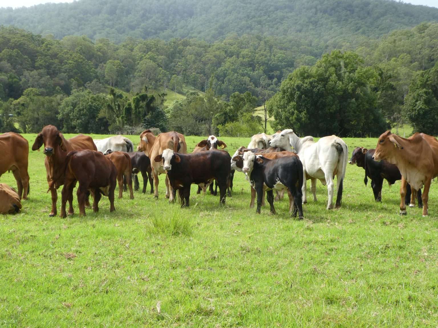 Crossbreeding and F1 Advantage Australian Brahman Breeders Association