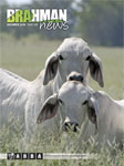 Brahman News December 2010