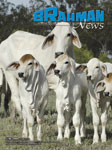 Brahman News June 2008