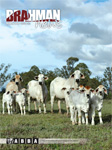 Brahman News March 2009