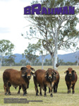 Brahman News September 2008