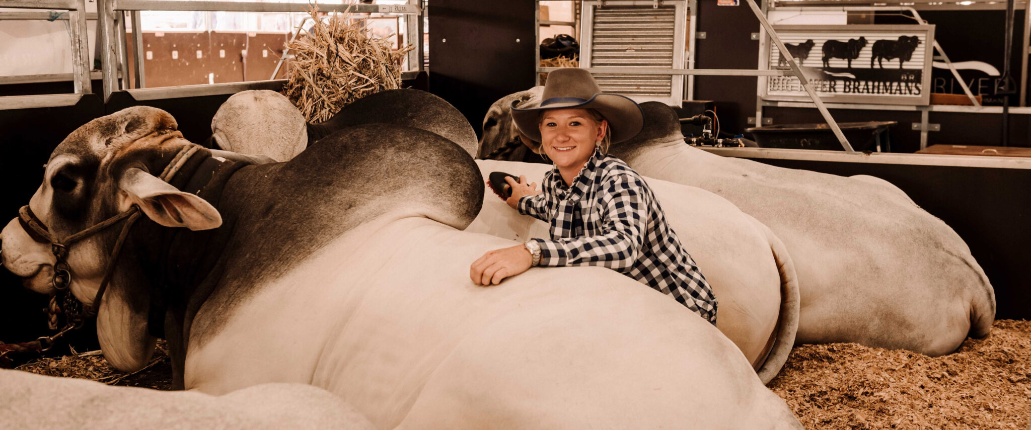 Beef 2024 Australian Brahman Breeders Association