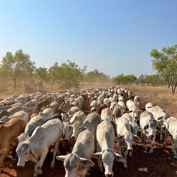 BRETT CATTLE COMPANY IS HITTING THE LIVE EX MARK