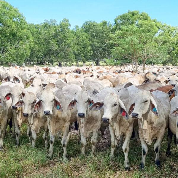 Brahman intrinsic to resilient export trade to Southeast Asia