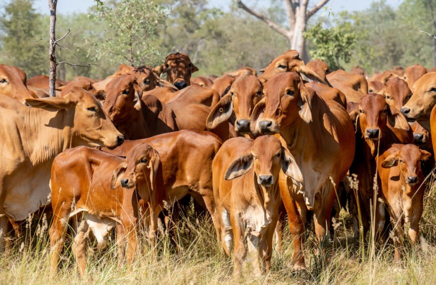 Jumbuck Red Brahmans are in demand in Indonesia