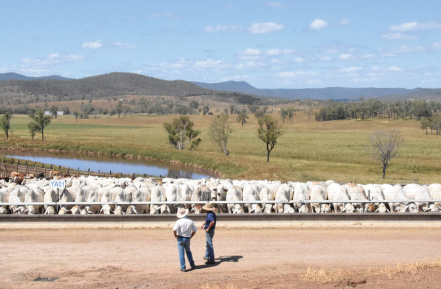 New Feedlot Trial and Carcase Comp gets underway in April