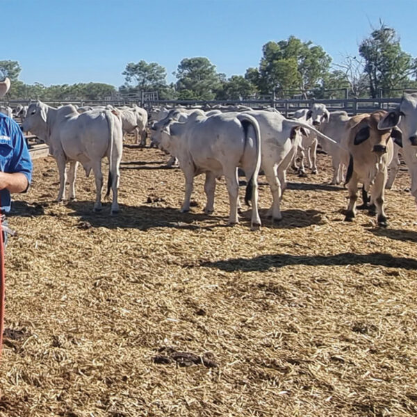 Indonesian opportunities are endless: NT cattleman
